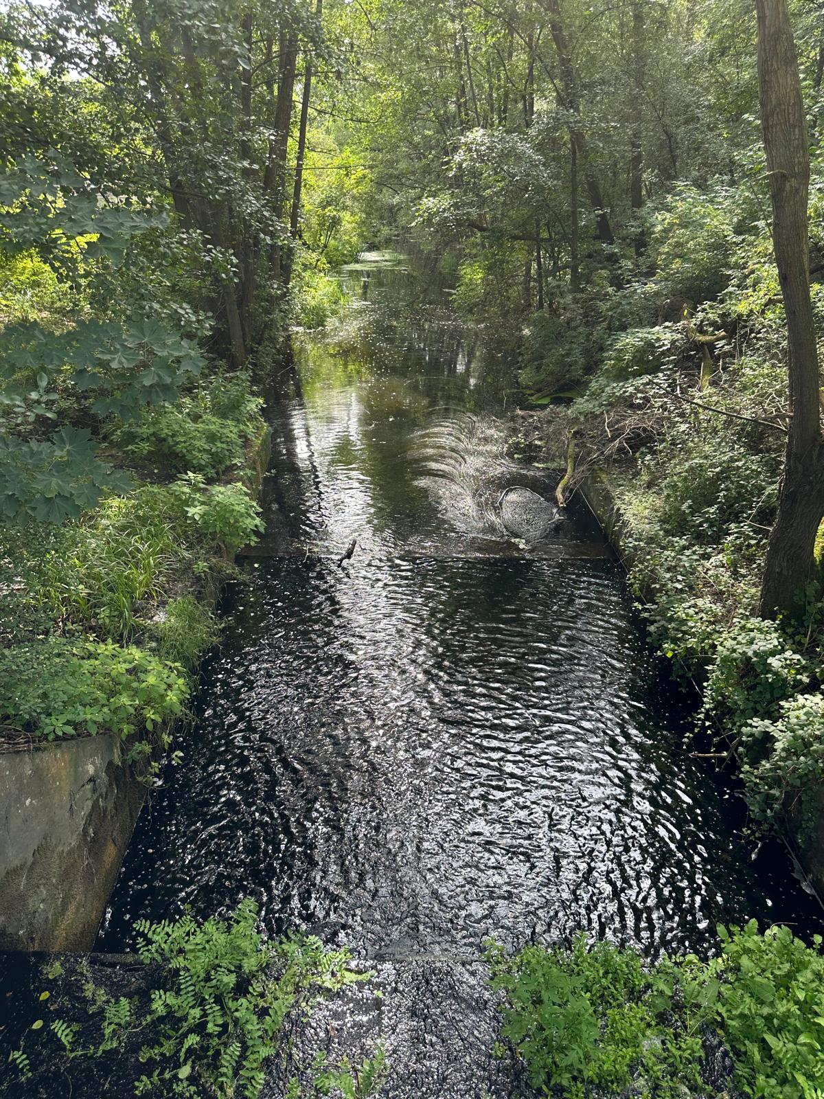 Rzeka Główna i zielone otoczenie działki w Bogucinie